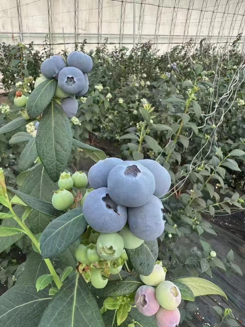 一件代发蓝莓F6优瑞卡产地直发可代打包产地现货