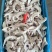 出口品质纯干齿轮鱿鱼花，口感脆，10公斤一件，