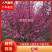 梅花苗，红梅，绿梅，朱砂，游龙梅，黄香梅，基地直销自家苗
