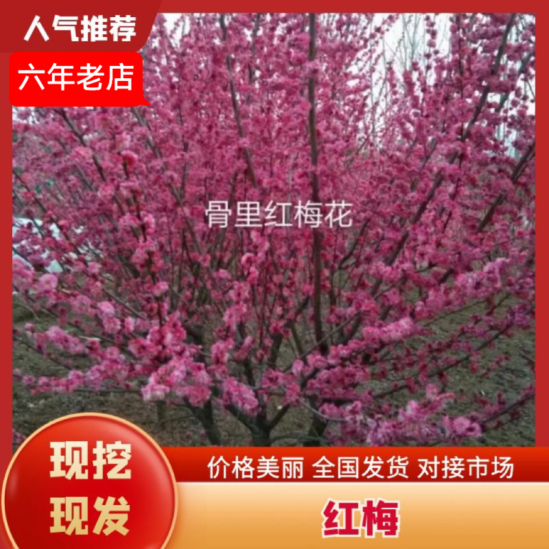 红梅，绿梅，宫粉，龙游，自家基地一手货源量大从优