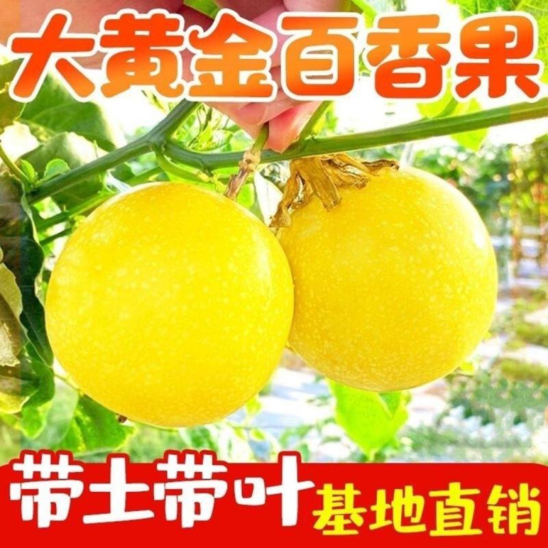 正宗嫁接百香果苗生长快易结果/现挖现发/包成活/可签合同