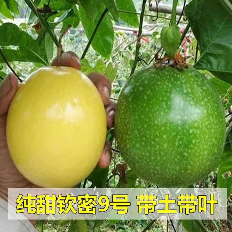 正宗嫁接百香果苗生长快易结果/现挖现发/包成活/可签合同