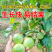 正宗嫁接百香果苗生长快易结果/现挖现发/包成活/可签合同
