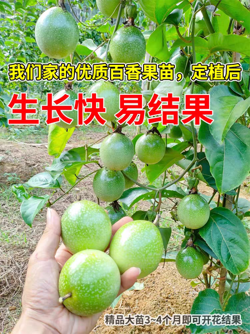 正宗嫁接百香果苗生长快易结果/现挖现发/包成活/可签合同