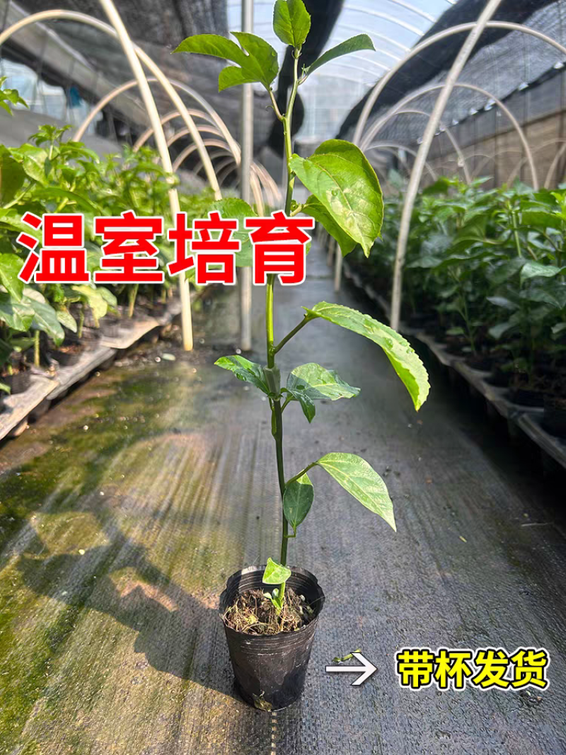 正宗嫁接百香果苗生长快易结果/现挖现发/包成活/可签合同