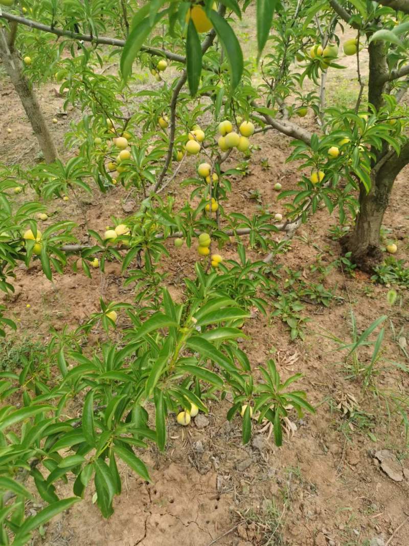 河南林州小店李子微微酸口感脆甜爽口自家种植量大从优发