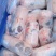 原油牛腰〔肾〕