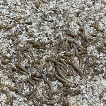 黄粉虫