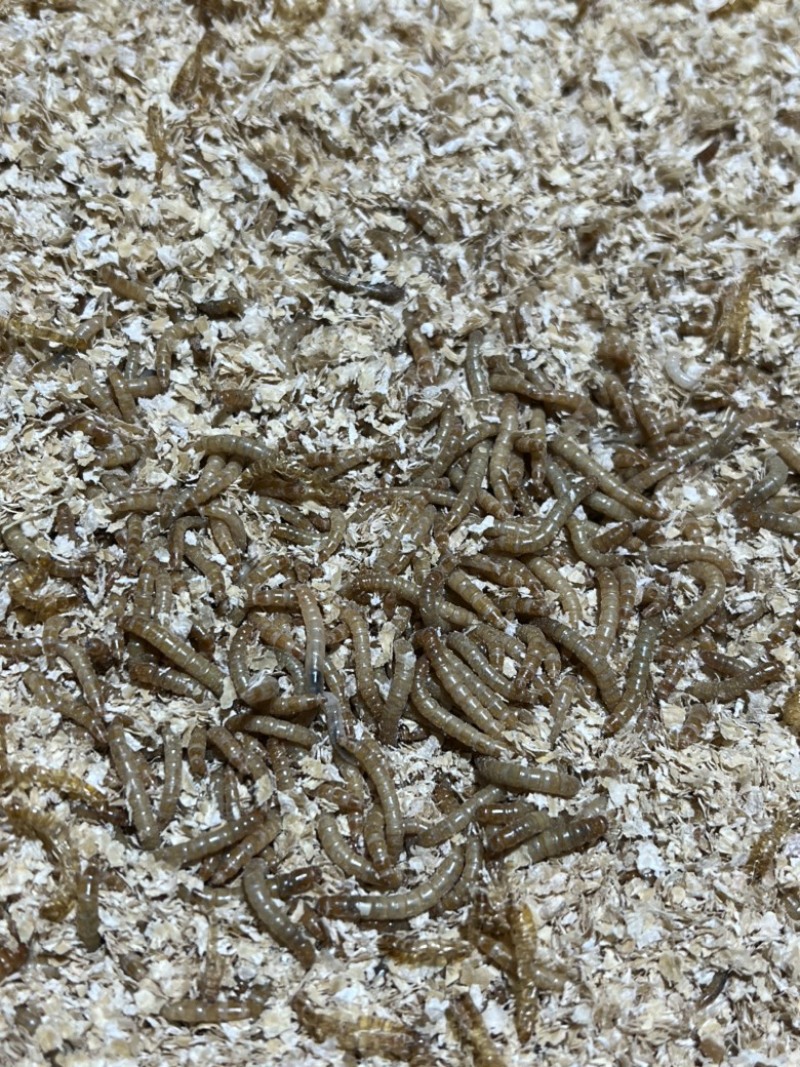 黄粉虫