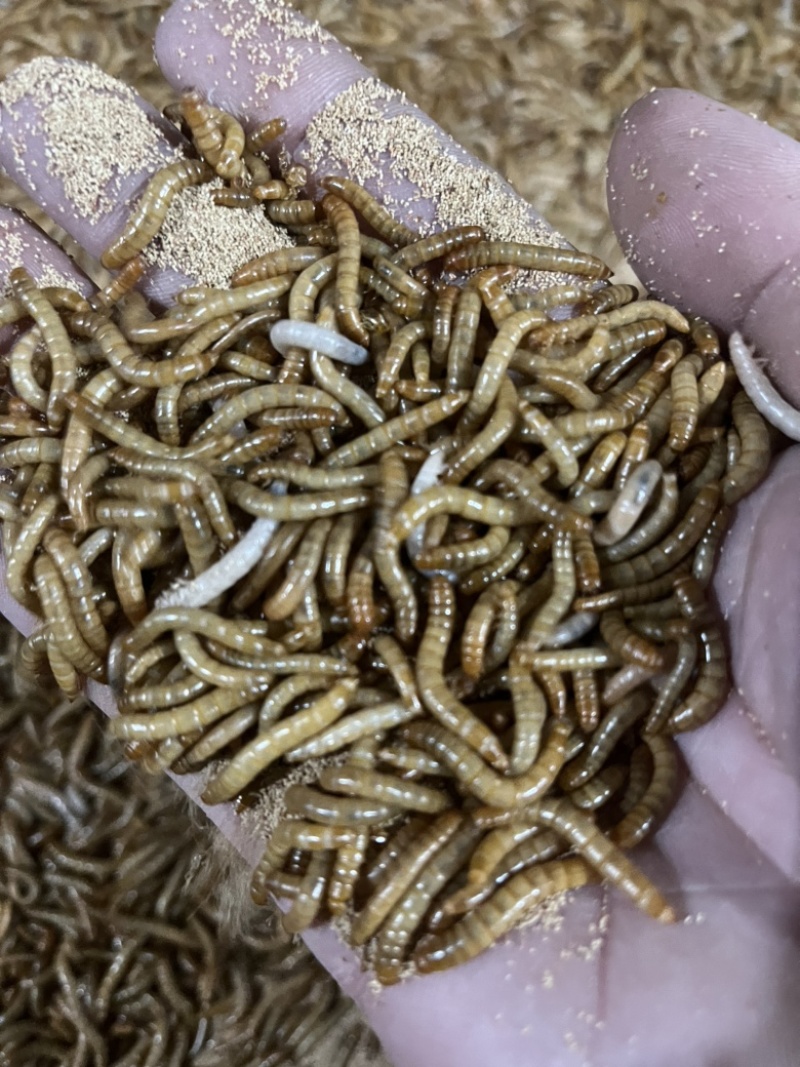 黄粉虫