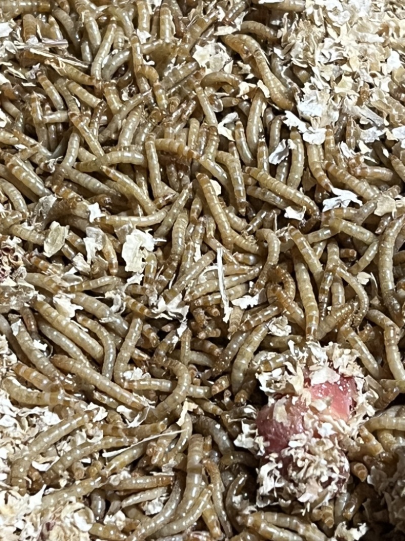 黄粉虫