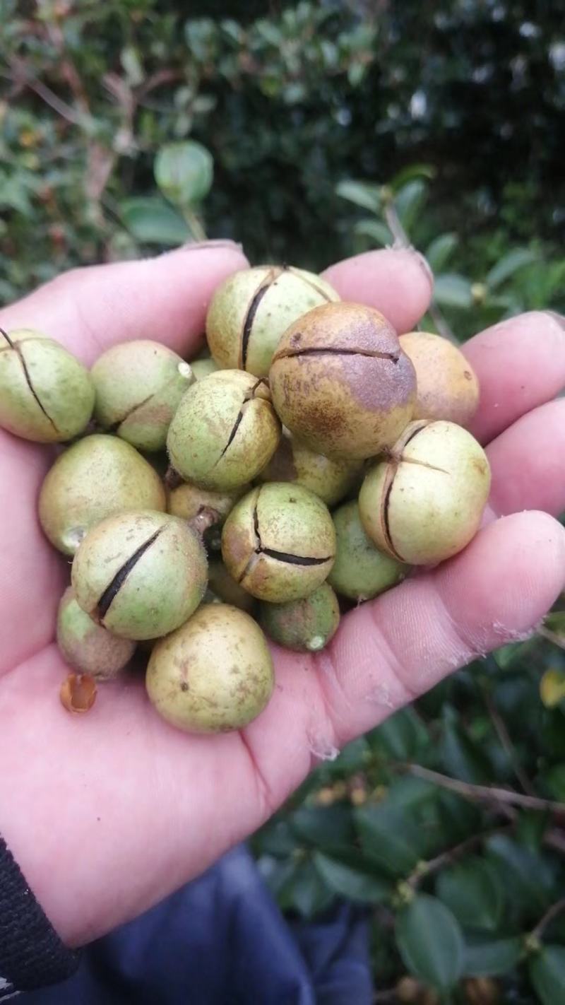 小陈山茶油野生小果