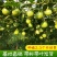 正宗嫁接黄金百香果苗基地现挖现发/品种纯正/带土发货