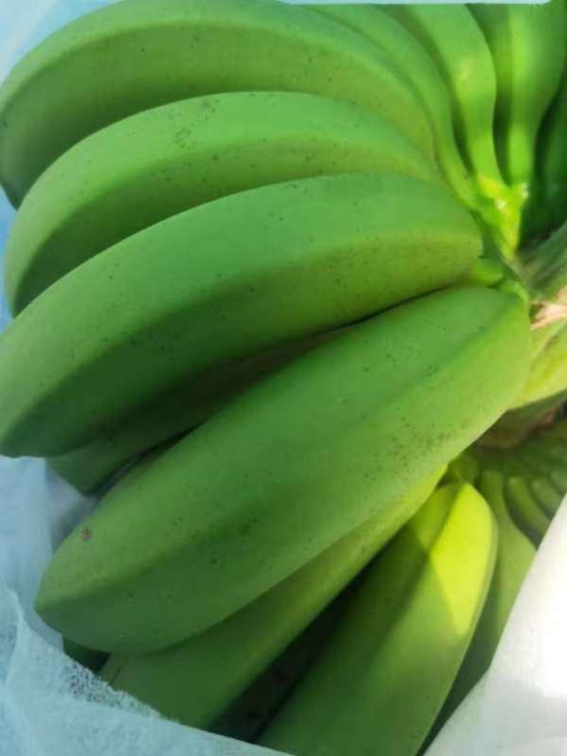 精品巴西蕉香蕉大量供应，云南保山产地直发新鲜采摘量大从优
