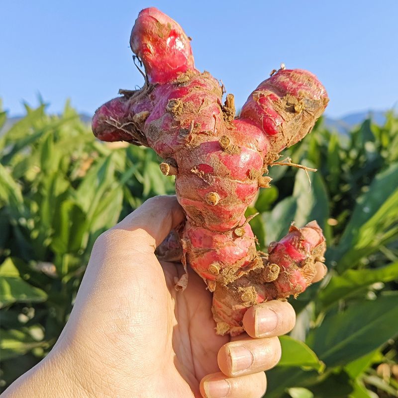 新鲜南姜大量出售，产地直发个大饱满，新鲜多汁价格优惠