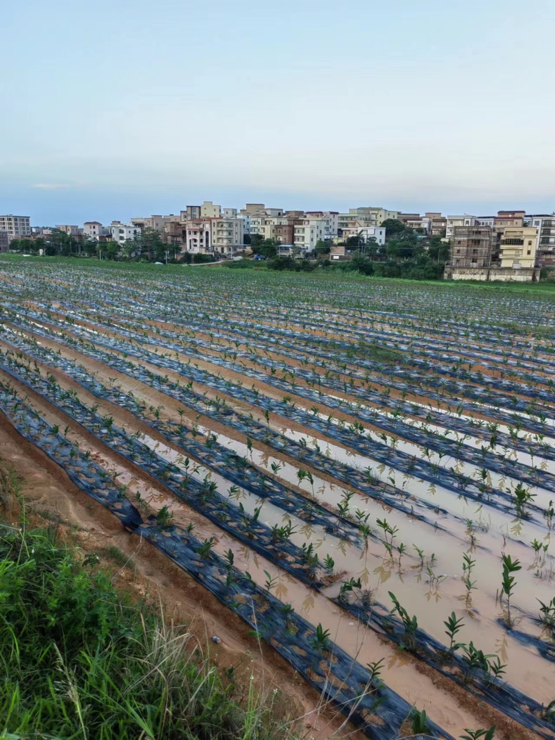 新鲜南姜大量出售，产地直发个大饱满，新鲜多汁价格优惠