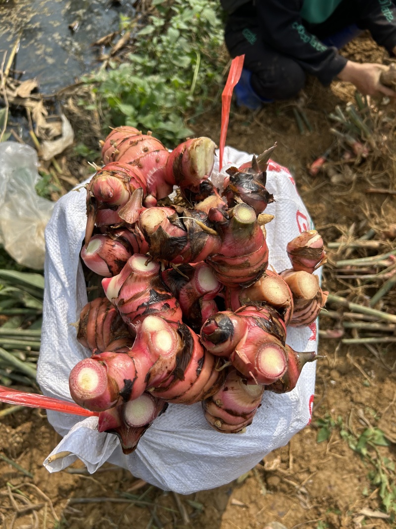 新鲜南姜大量出售，产地直发个大饱满，新鲜多汁价格优惠