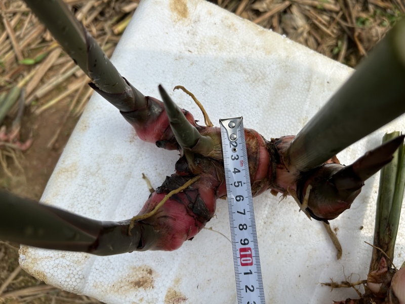 新鲜南姜大量出售，产地直发个大饱满，新鲜多汁价格优惠