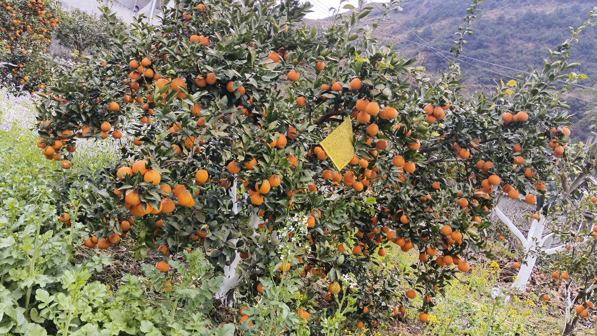 皇帝柑果园实景图