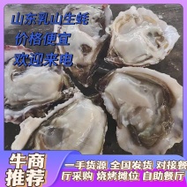 【精品】乳山生蚝山东生蚝一手货源全国发货零售批发餐饮市场