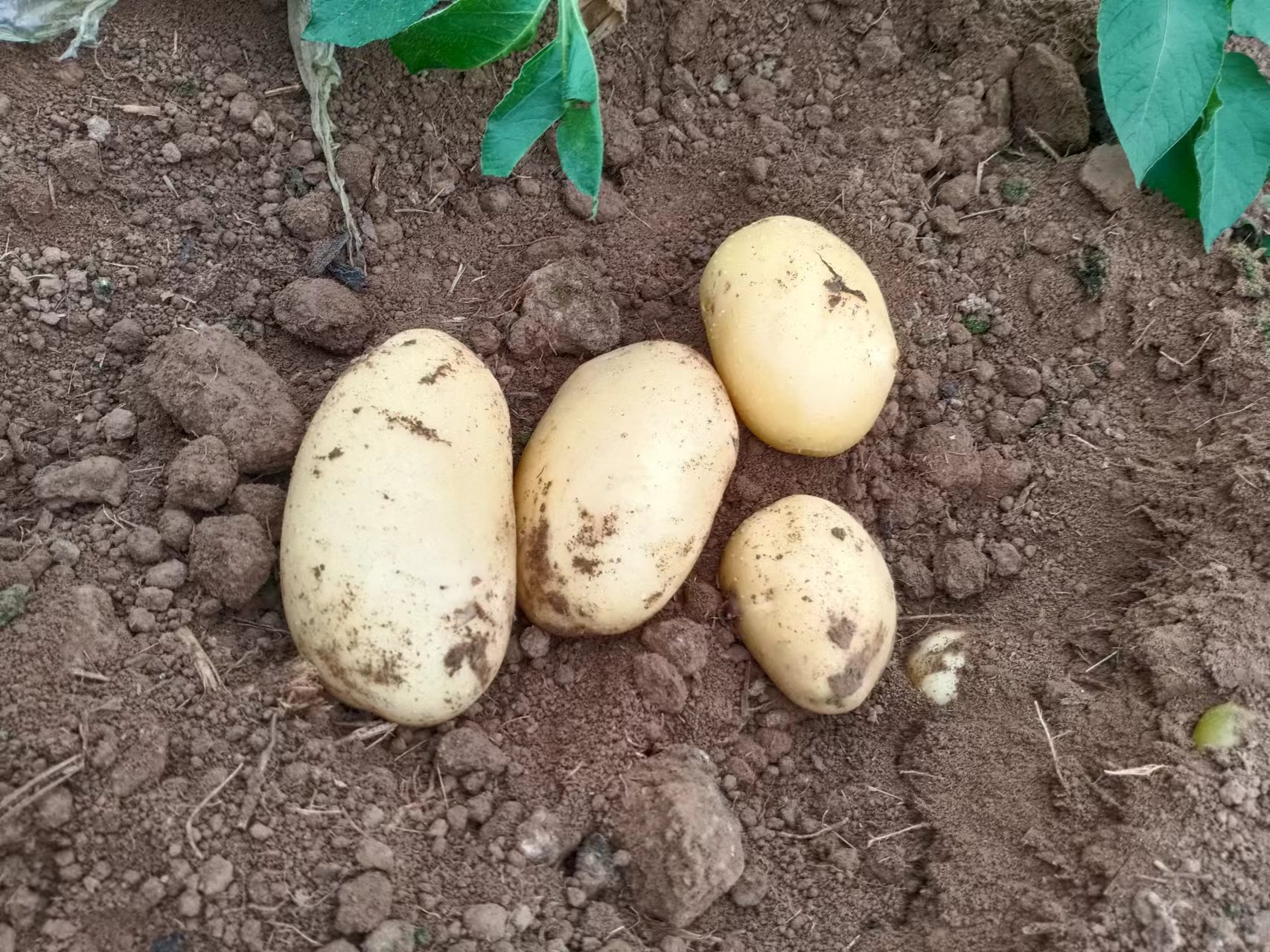 荷兰十五土豆储存与挑选示意图