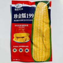 晓富玉米珍金糯199玉米种子黄色甜加糯玉米种子大棒软糯