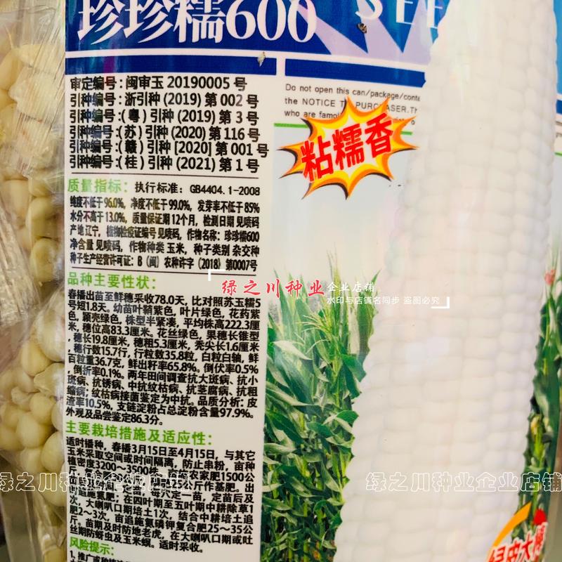 大包装基地专用糯玉米种子珍珍糯600特大棒白糯粘玉米种子