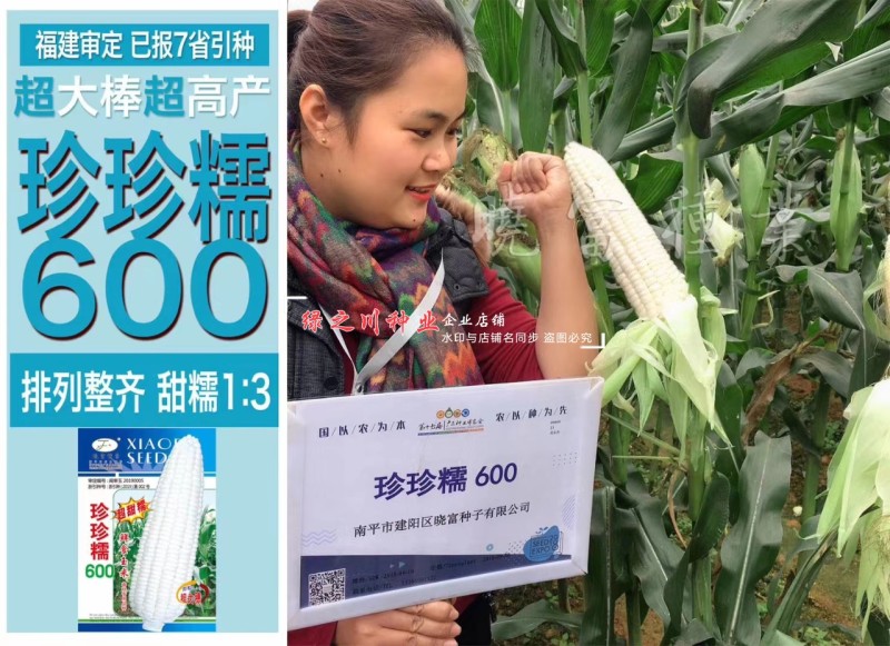 大棒白糯玉米种子晓富珍珍糯600玉米种子糯中带甜粘糯香