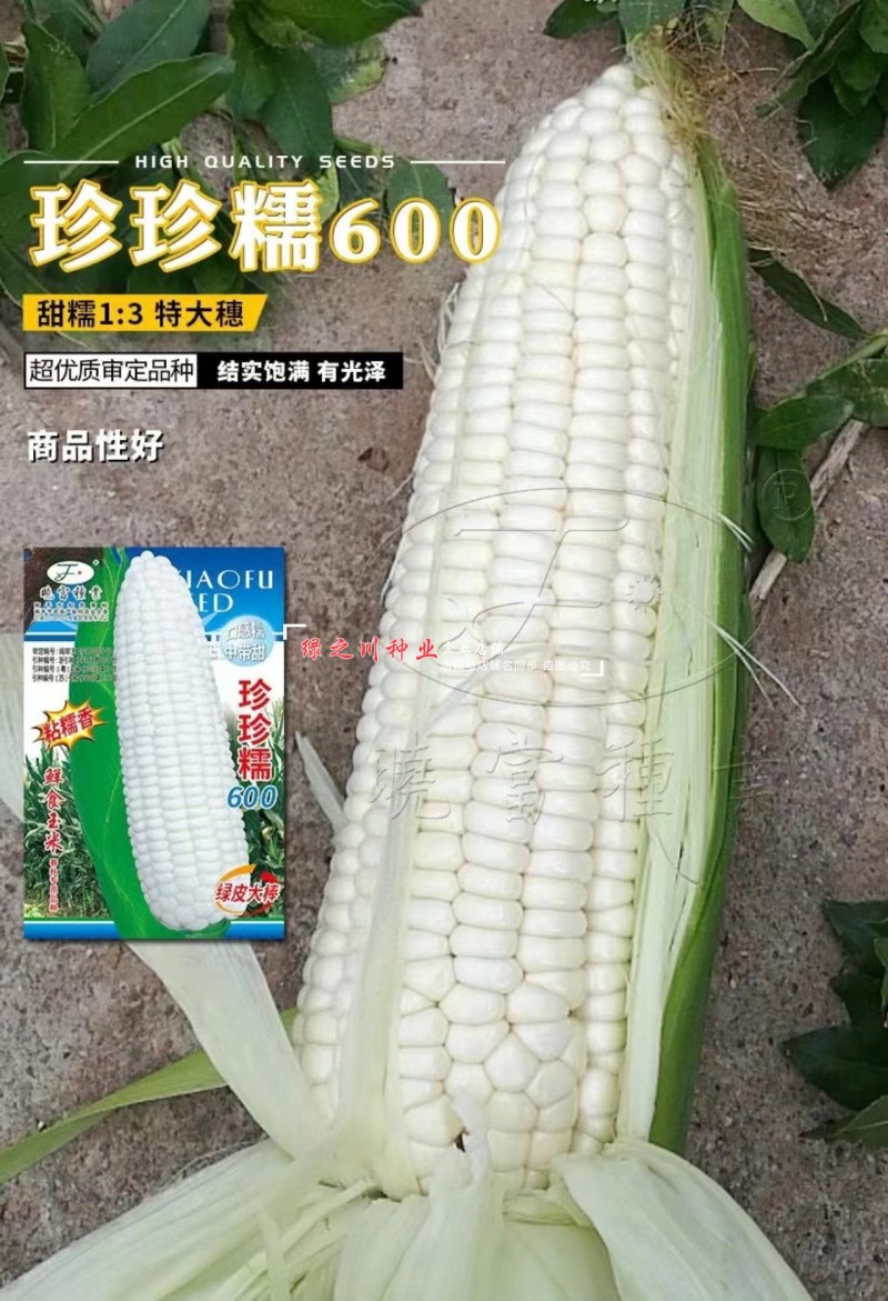 大棒白糯玉米种子晓富珍珍糯600玉米种子糯中带甜粘糯香