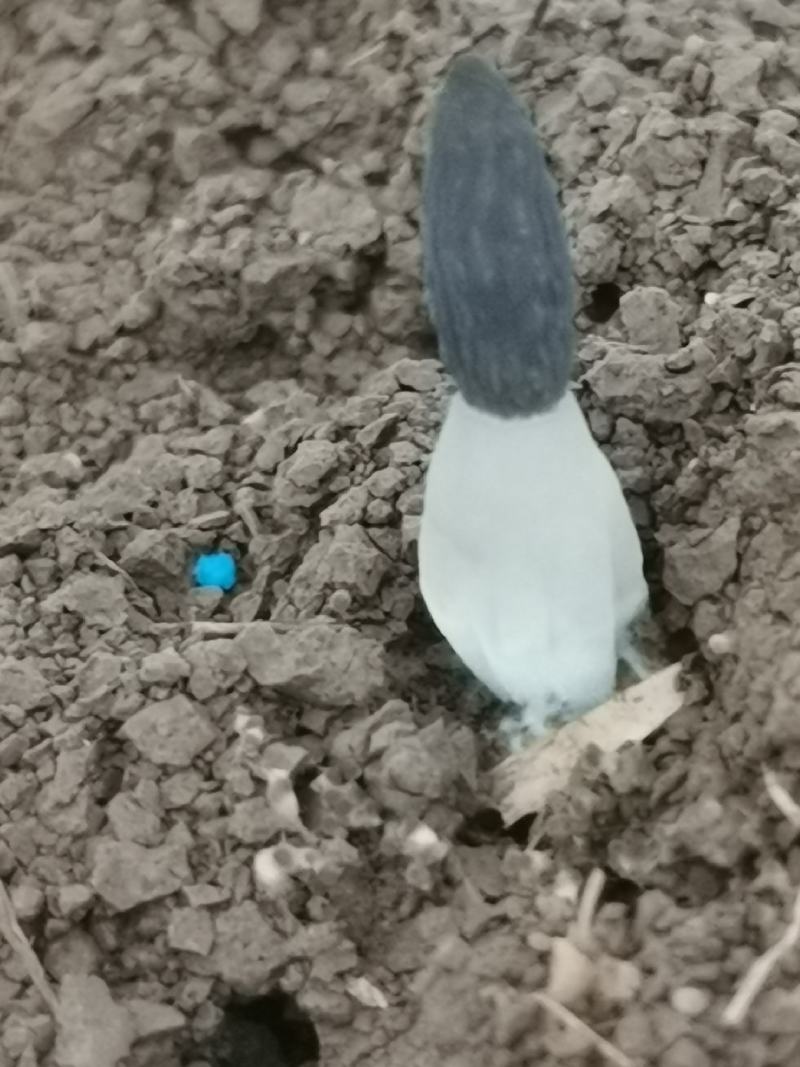 羊肚菌