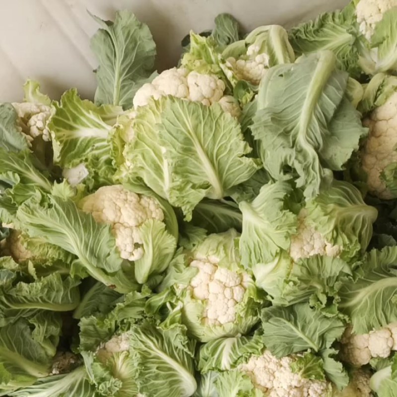 汉中城固精品菜花实菜花大量上市对接全国。产地发货
