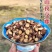 【夜交藤】中药材无硫夜交藤何首乌藤细段包邮