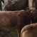 改良肉牛犊南北方都可以养买十头宋一头