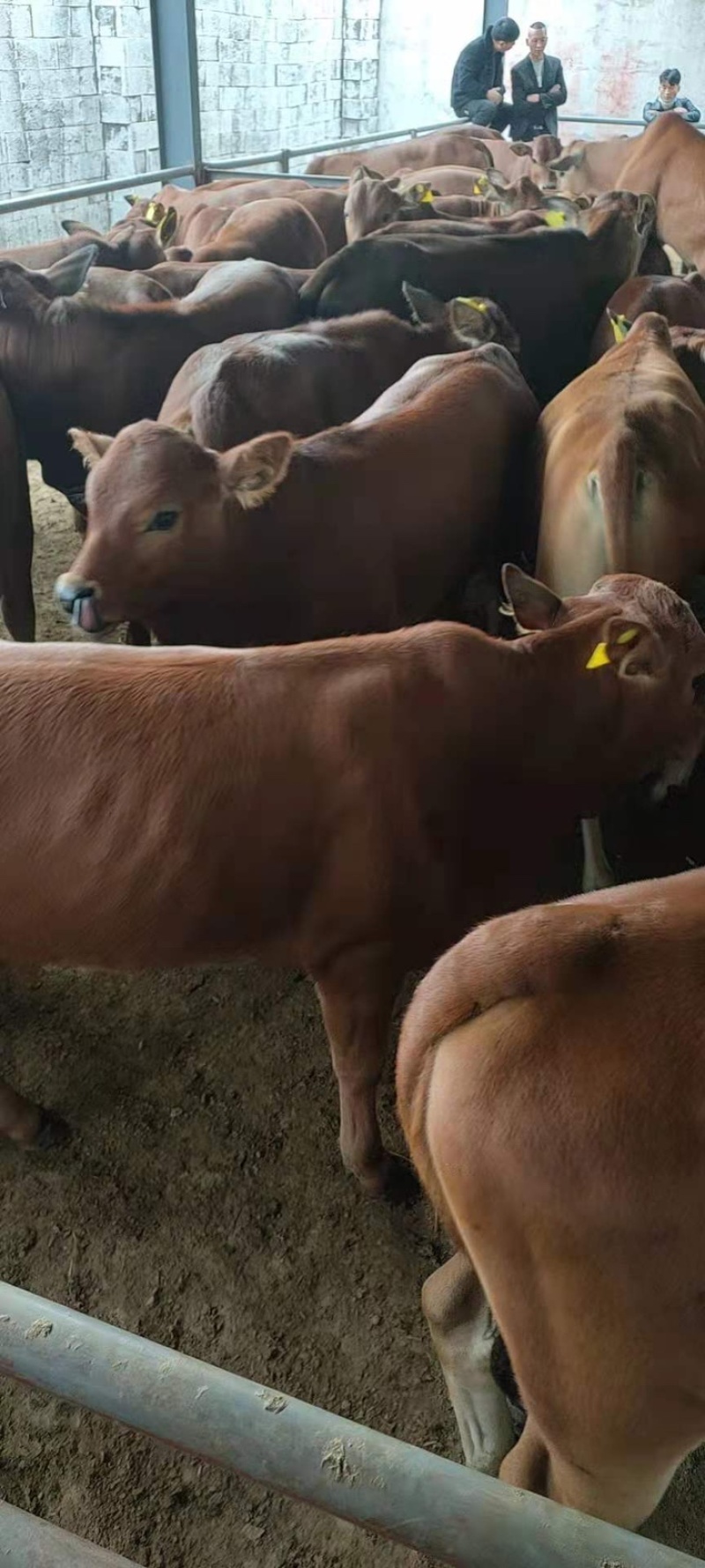 改良肉牛犊南北方都可以养买十头宋一头