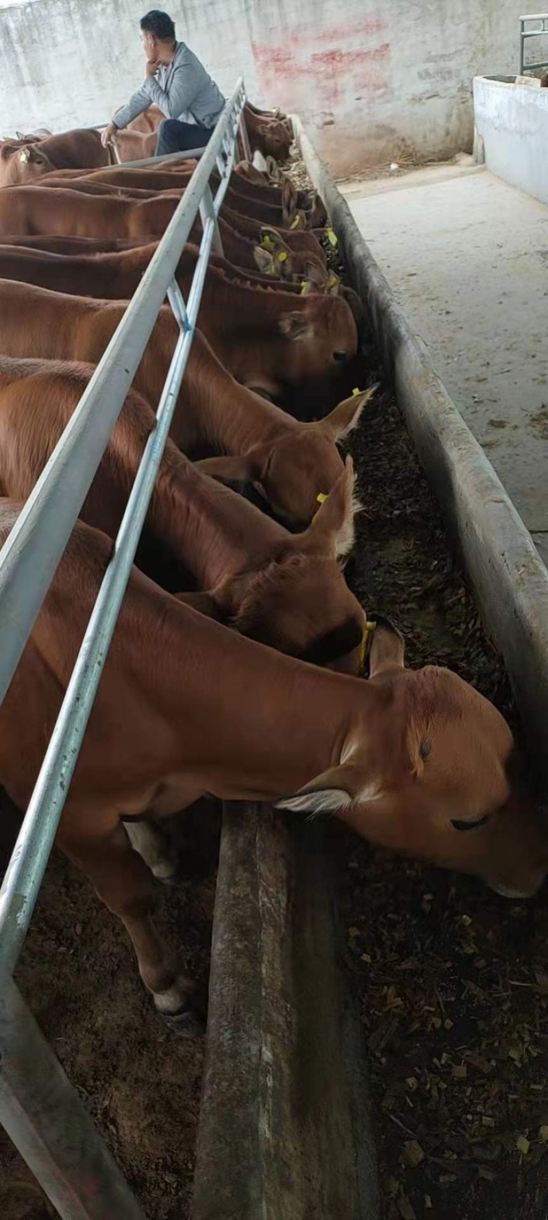 改良肉牛犊南北方都可以养买十头宋一头