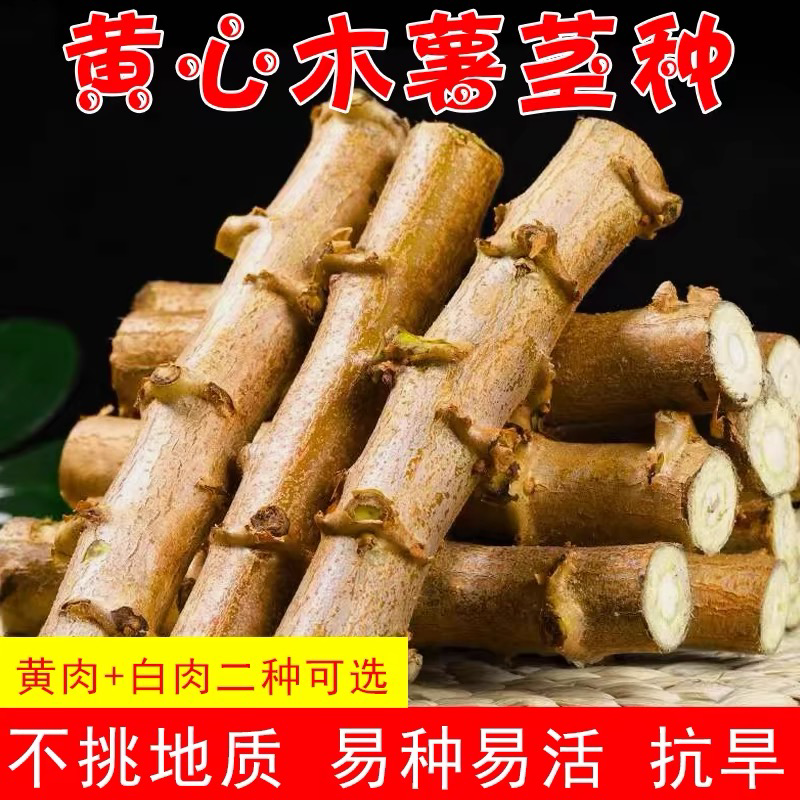 正宗广西黄心鸡蛋面包木薯基地种苗