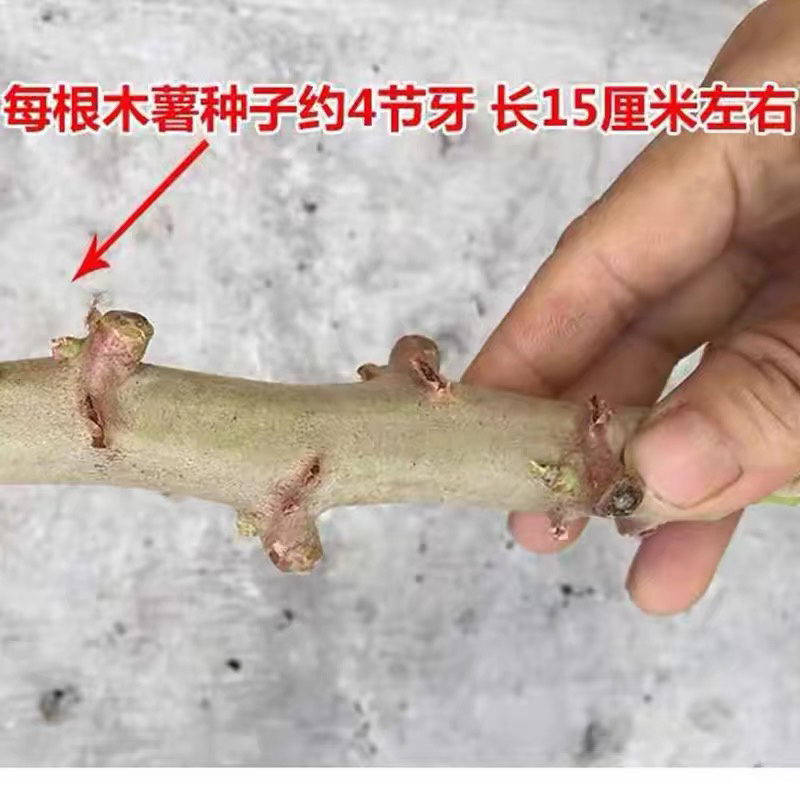 正宗广西黄心鸡蛋面包木薯基地种苗