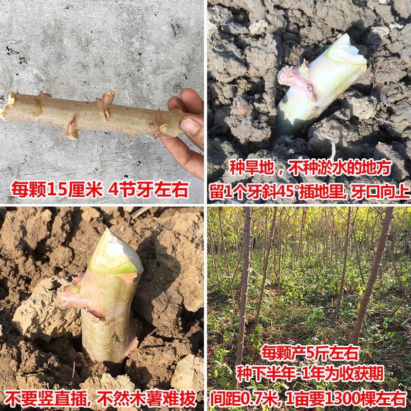 正宗广西黄心鸡蛋面包木薯基地种苗