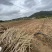 正宗广西黄心鸡蛋面包木薯基地种苗