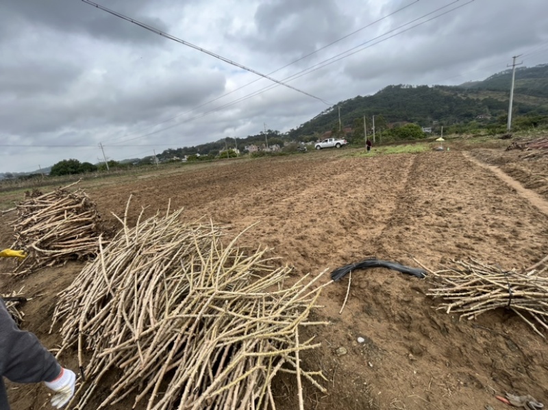 正宗广西黄心鸡蛋面包木薯基地种苗