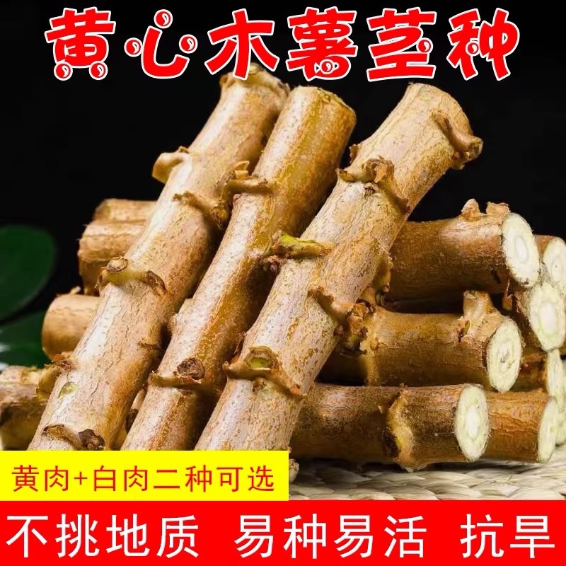 正宗广西黄心鸡蛋面包木薯基地种苗