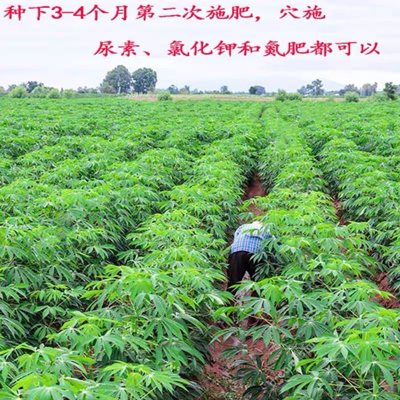 正宗广西黄心鸡蛋面包木薯基地种苗