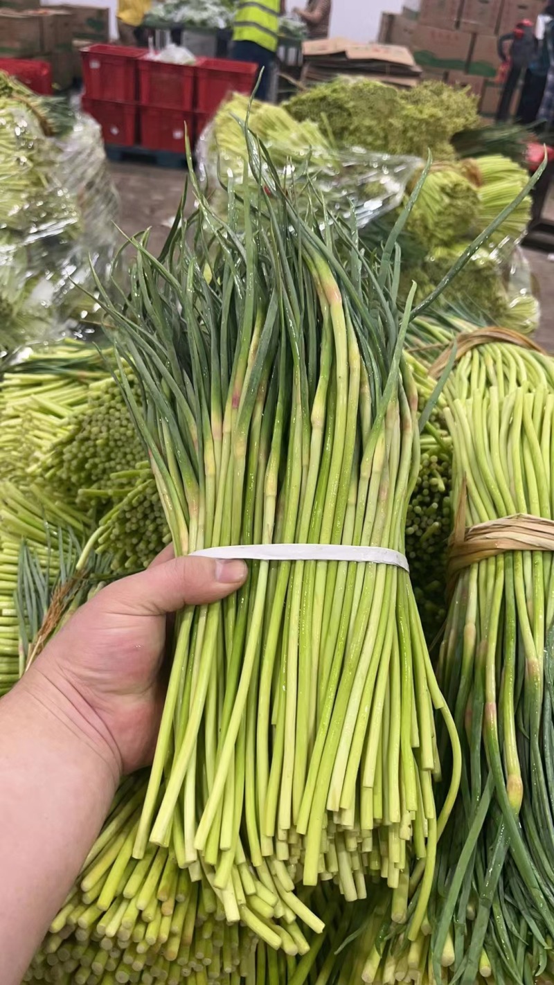 红帽蒜薹/河南蒜薹/精品蒜薹/专业代办常年有货全国可