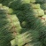 红帽蒜薹/河南蒜薹/精品蒜薹/专业代办常年有货全国可