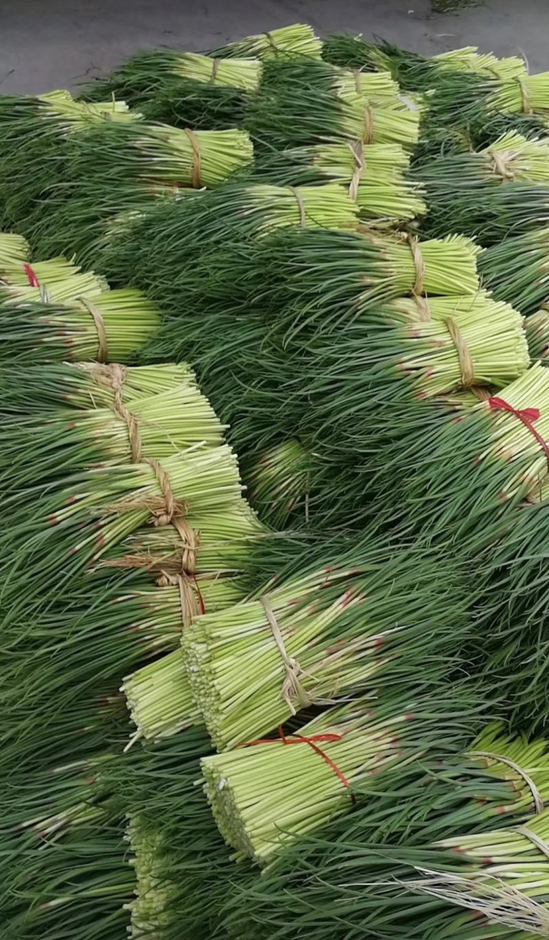 红帽蒜薹/河南蒜薹/精品蒜薹/专业代办常年有货全国可