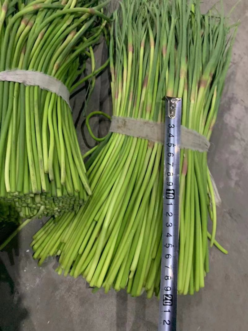 红帽蒜薹/河南蒜薹/精品蒜薹/专业代办常年有货全国可