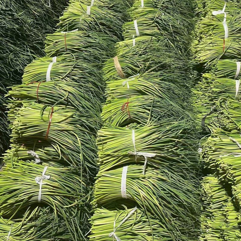 红帽蒜薹基地一手货源量大从优精品蒜苔欢迎选购