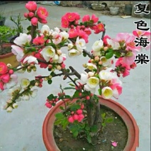 带花苞四季开花东洋锦复色海棠耐寒喜光好养活庭院种植