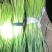 【精品红帽蒜苔】产地代办商超品质基地直发大量有货