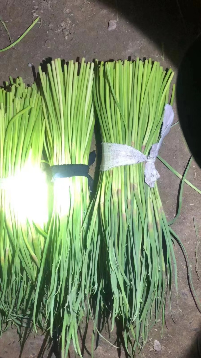 【精品红帽蒜苔】产地代办商超品质基地直发大量有货